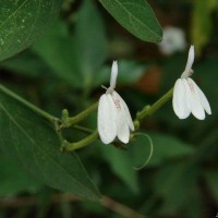 Rhinacanthus nasutus (L.) Kurz